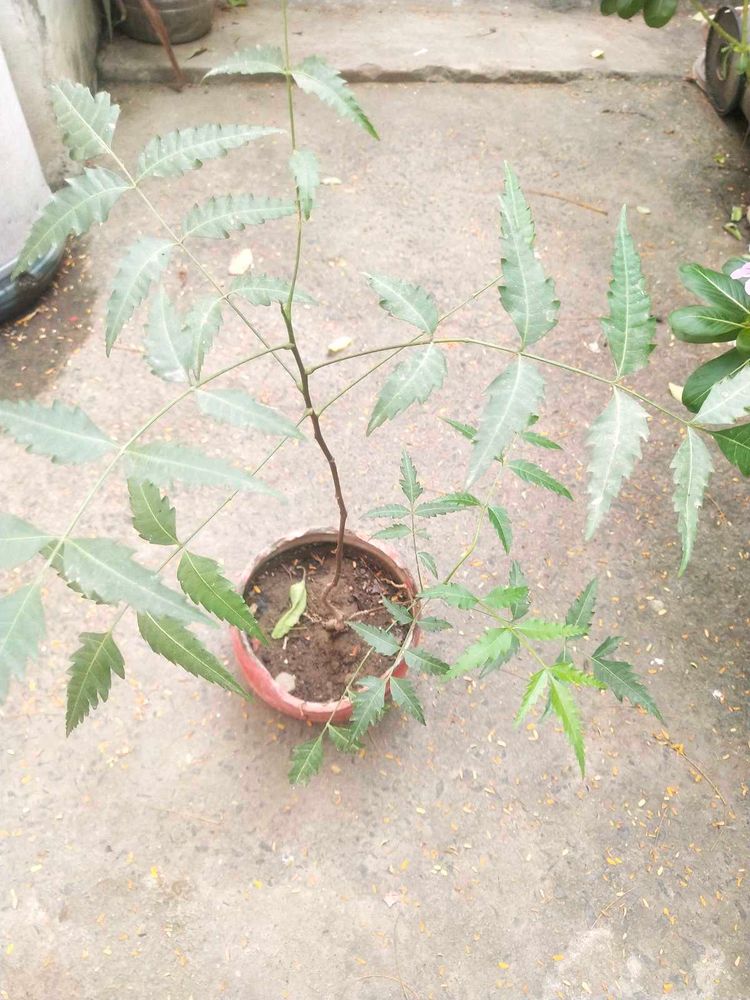 Neem Plant With Healthy Root