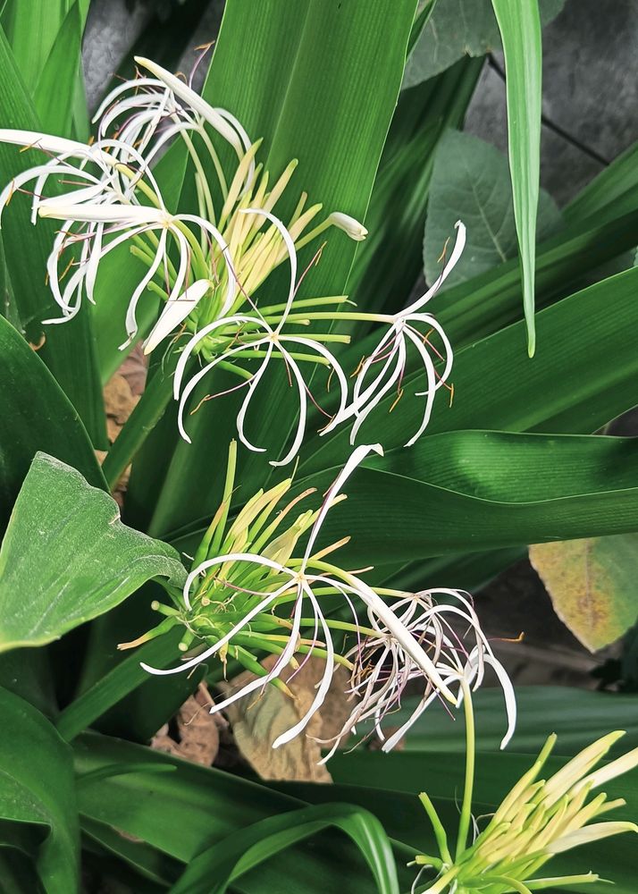 Crinum Lily Plant😍