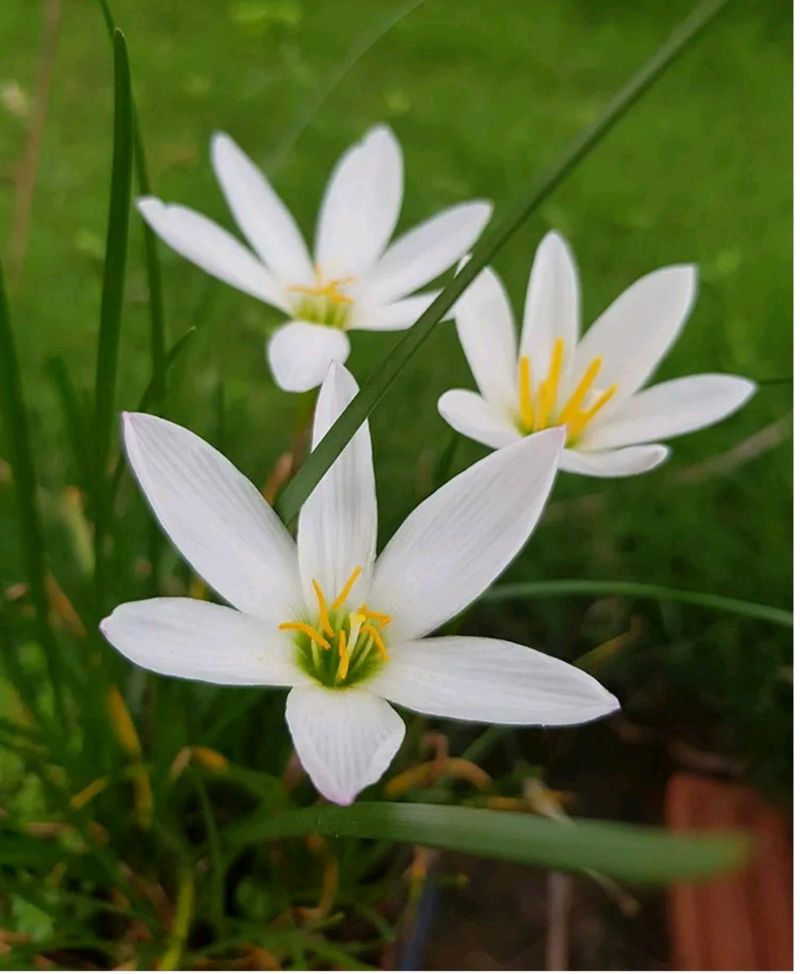 White Lily Plant Pack Of 2