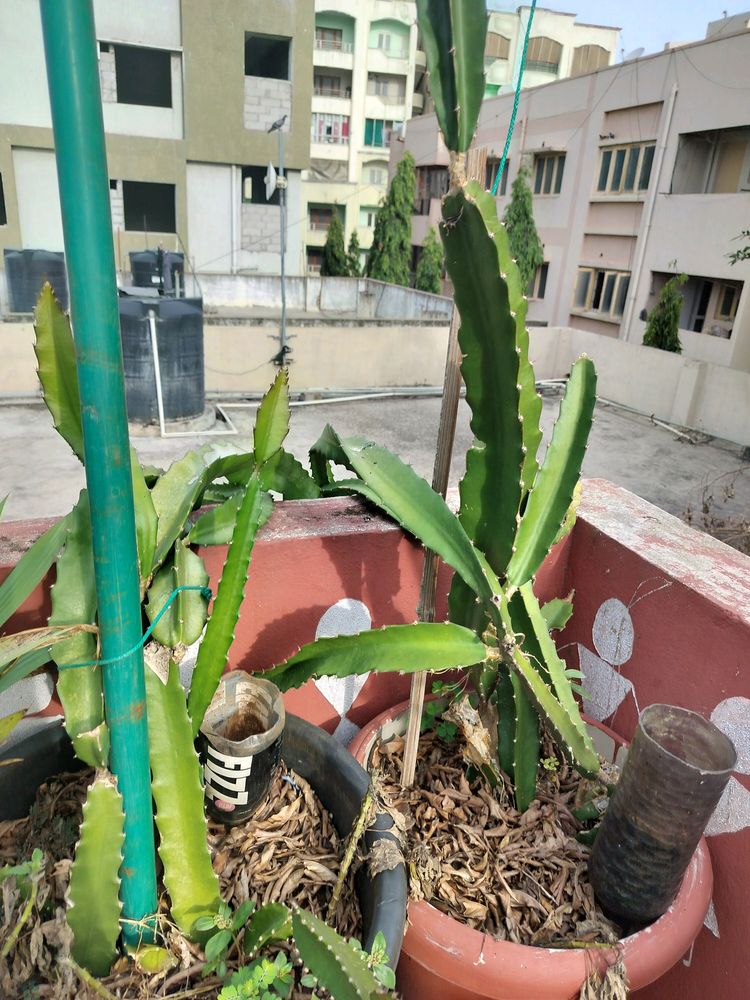 Red Dragon Fruit Cuttings