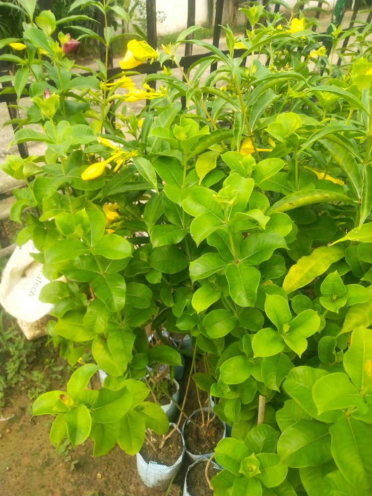 Pink Almonda Flower Plant With Root