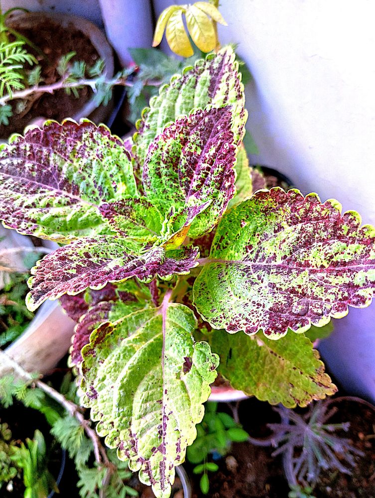 3 Type Of Coleus