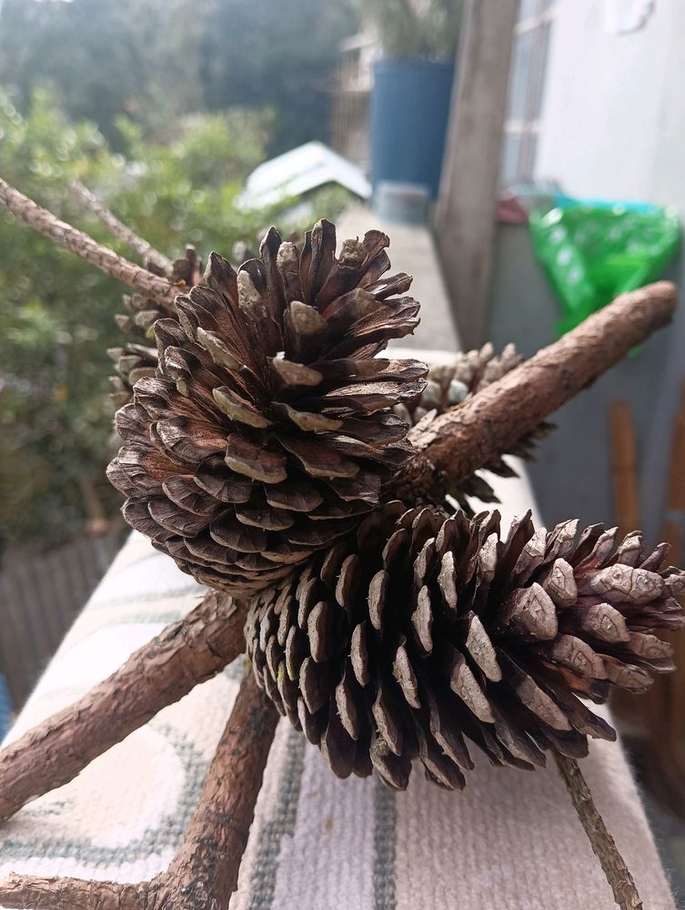 Christmas Tree Pine Cone