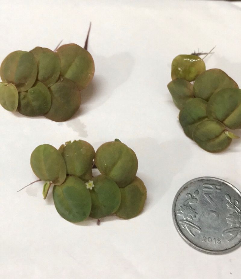 Giant Duck Weed Floating Live Aquarium Plant