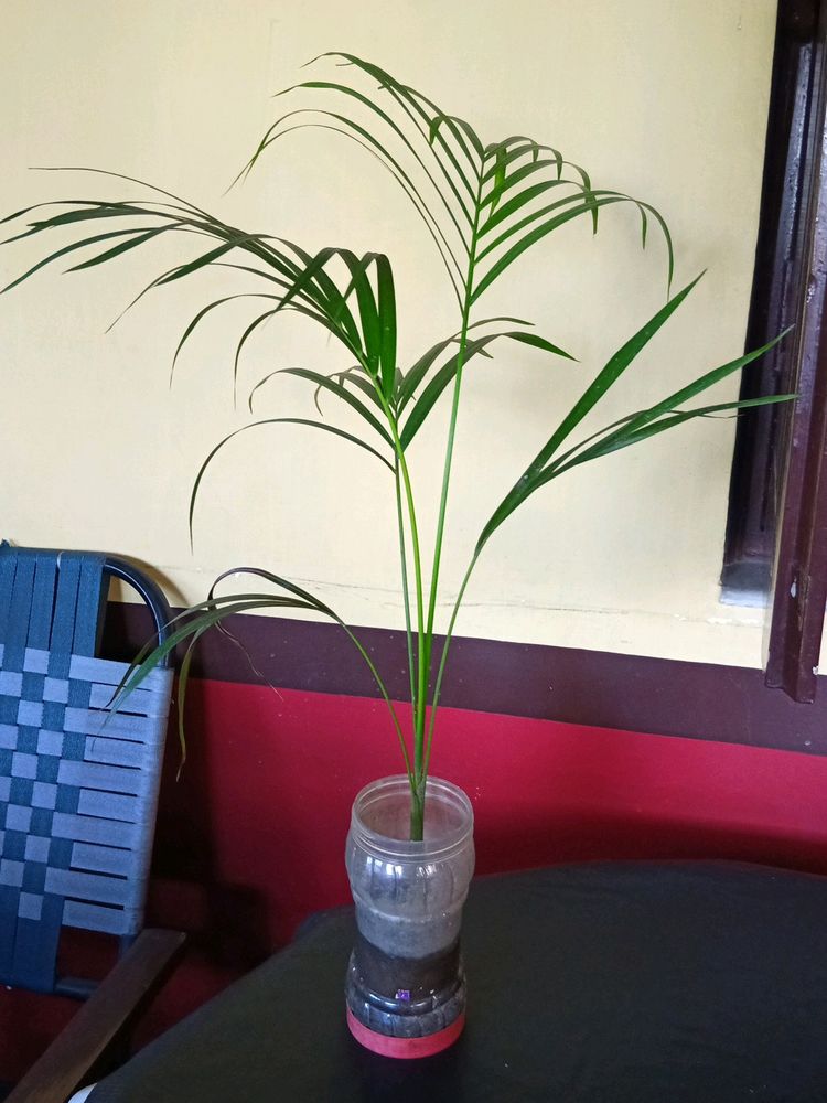 Areca Palm with Plastic Pot