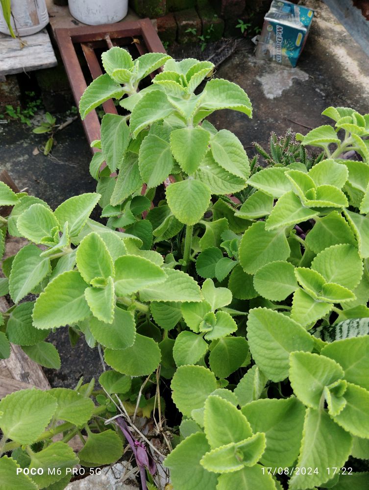 Ajwain Pilant