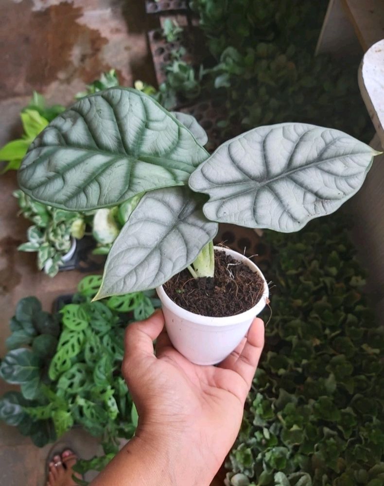 Alcosia Silver Dragon Live Plant