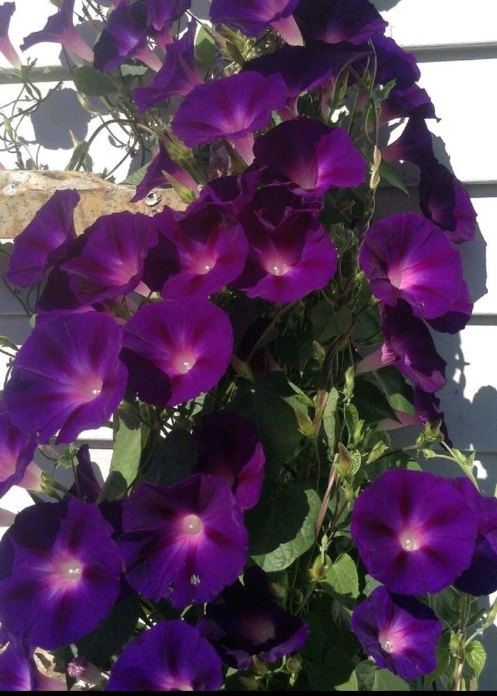 Morning Glory Flower Seeds