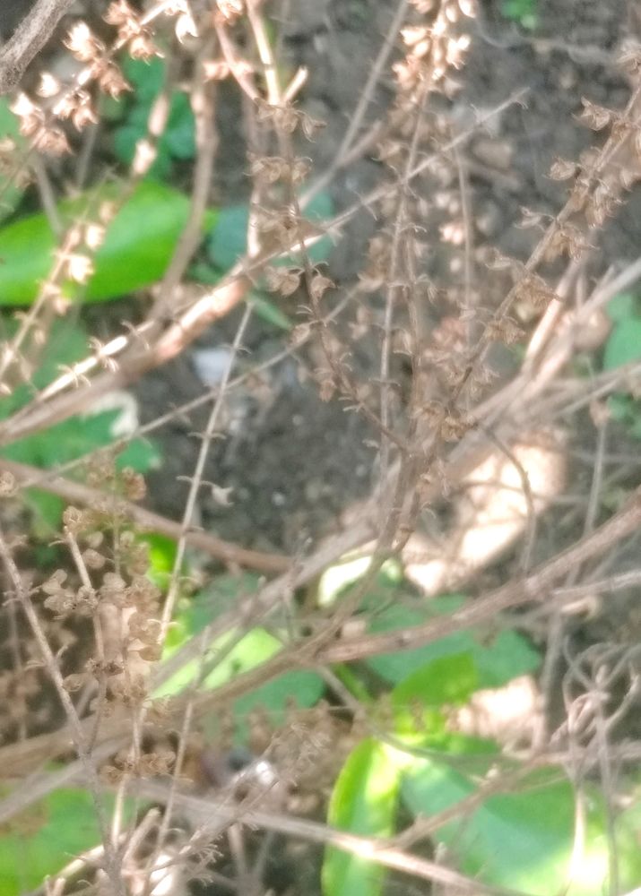 Tulsi Ki Lakdi 1kg. ₹50