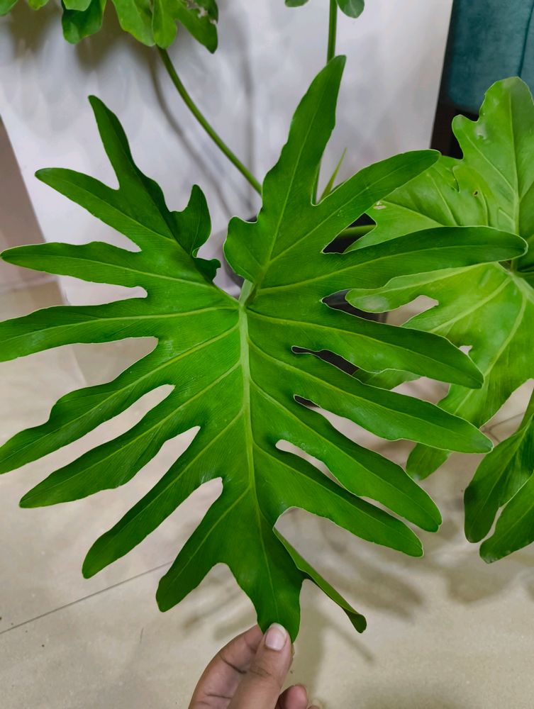 Philodendron Sellum