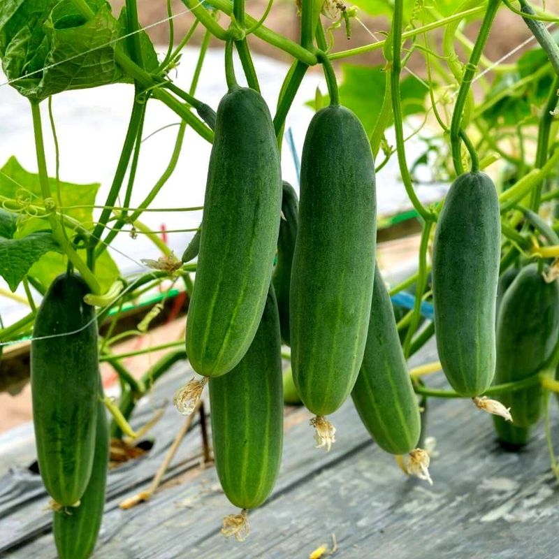 Cucumber Hybrid Seeds ककड़ी/खीरा के बीज