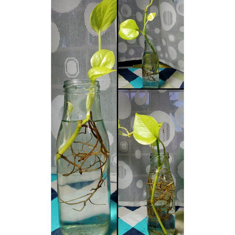 Three Mature Neon Pothos Plants