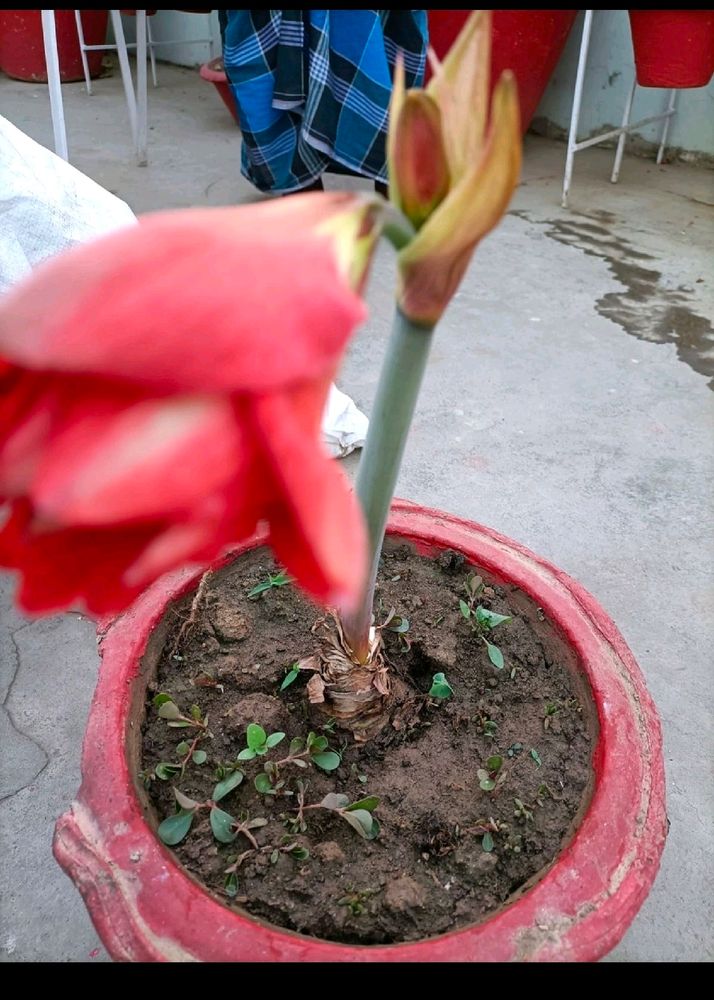 Red Flower Plant 2 Bulb Only