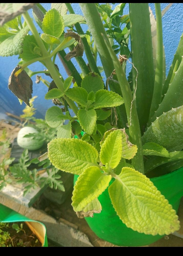 Oregano/karpooravalli Plant