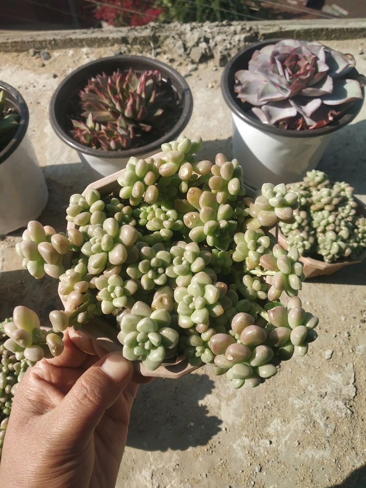 Mendoza Succulent