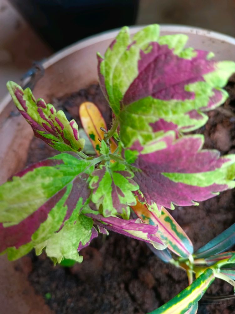 2 Coleus Plant With Cocopeat And Pot