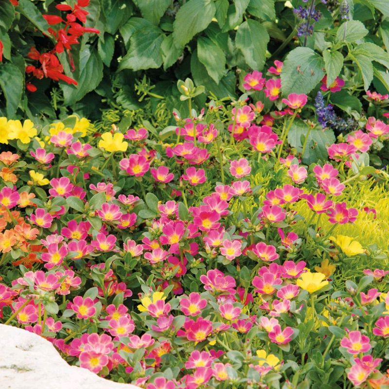 Portulaca Plant Cutting Each Colour 2 Pieces