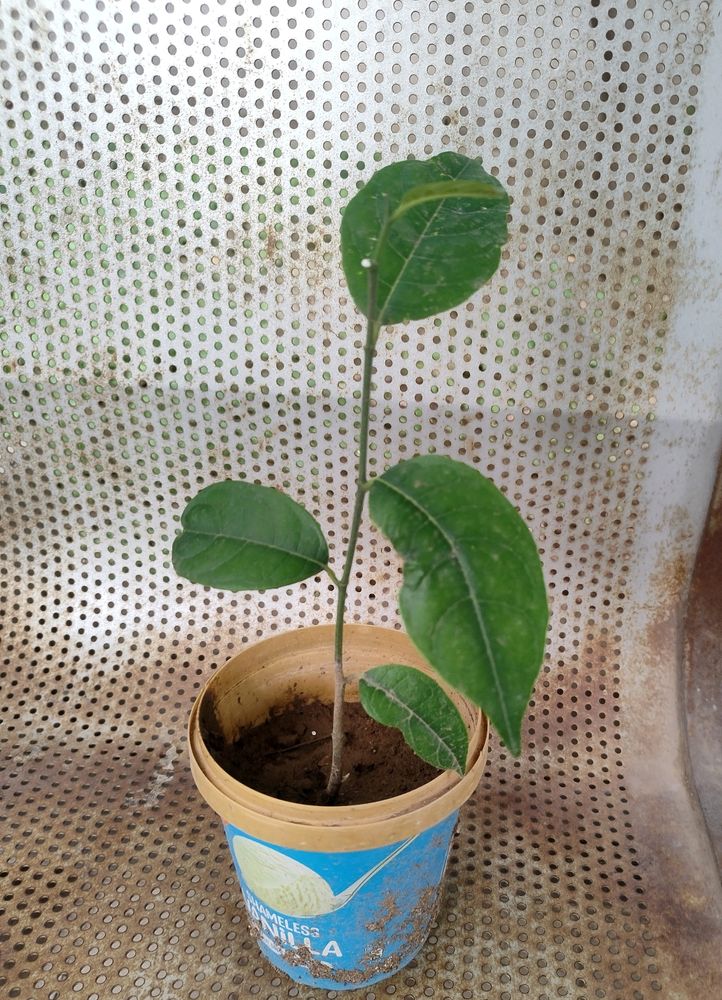 HEALTHY JACKFRUIT PLANT