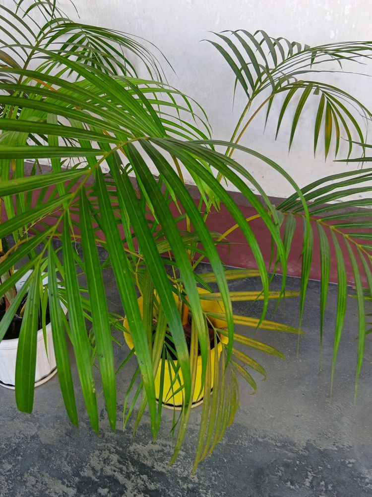 Areca Palm