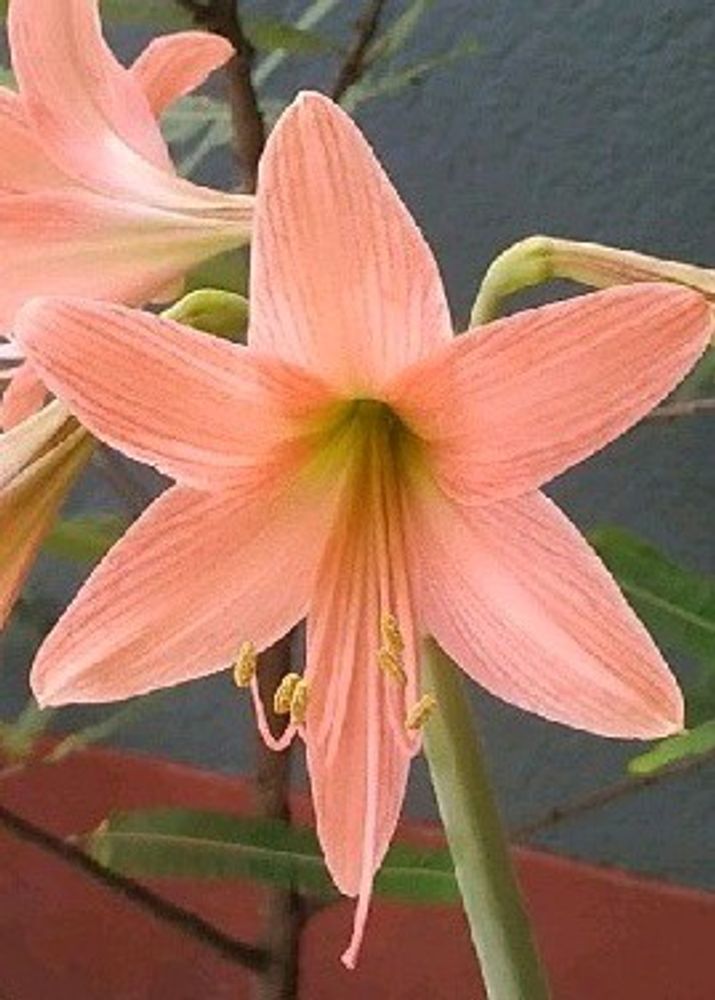 Lilly Plant