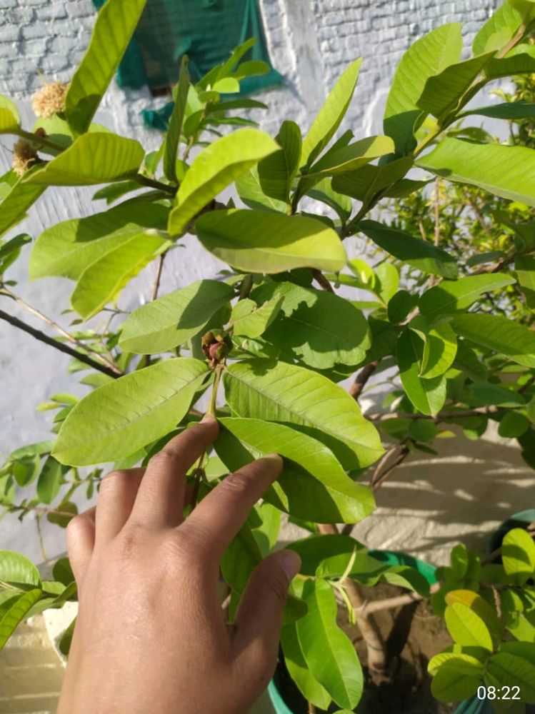 Guava Plants Desi