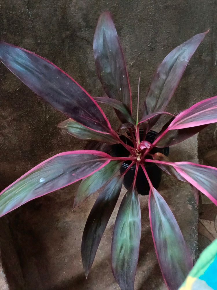 Cordyline Fruticosa Plant Well Rooted