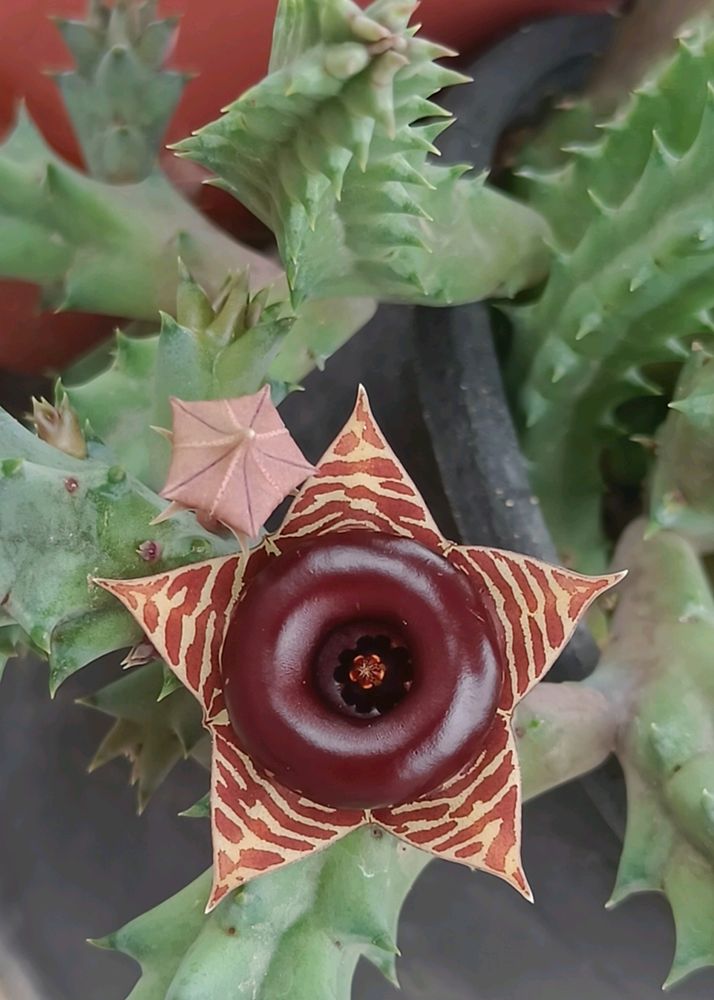 Huernia Zebrina Sacculant Plant