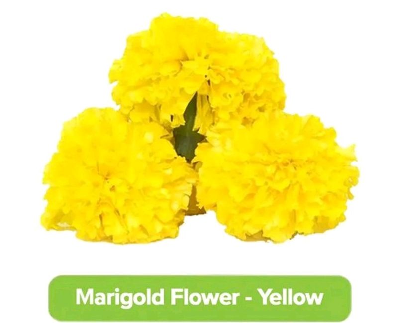 Yellow Marigold Seeds. 50 Seeds Per Packet