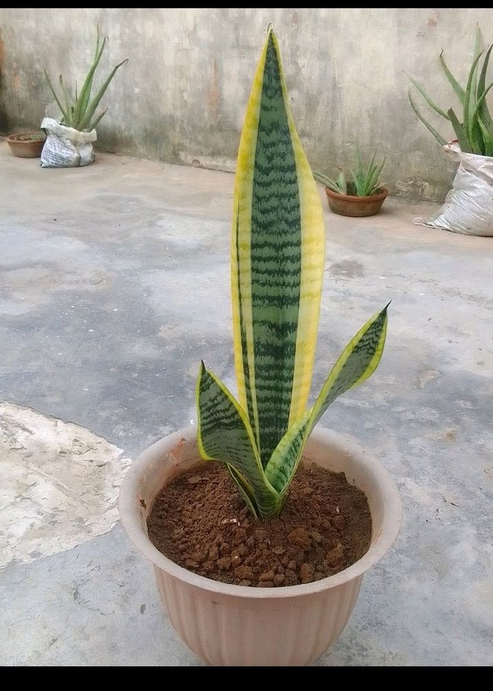 Healthy Snake Plant