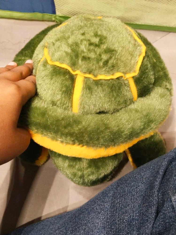 A CUTE Tortoise 🐢🐢🐢😍