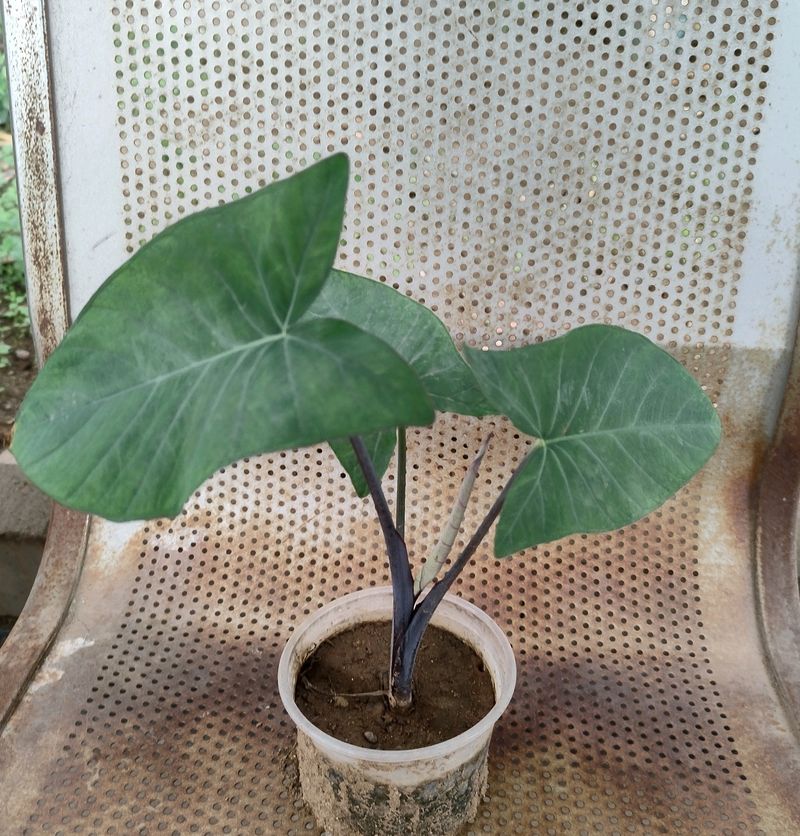 HEALTHY COLOCASIA LEAF PLANT