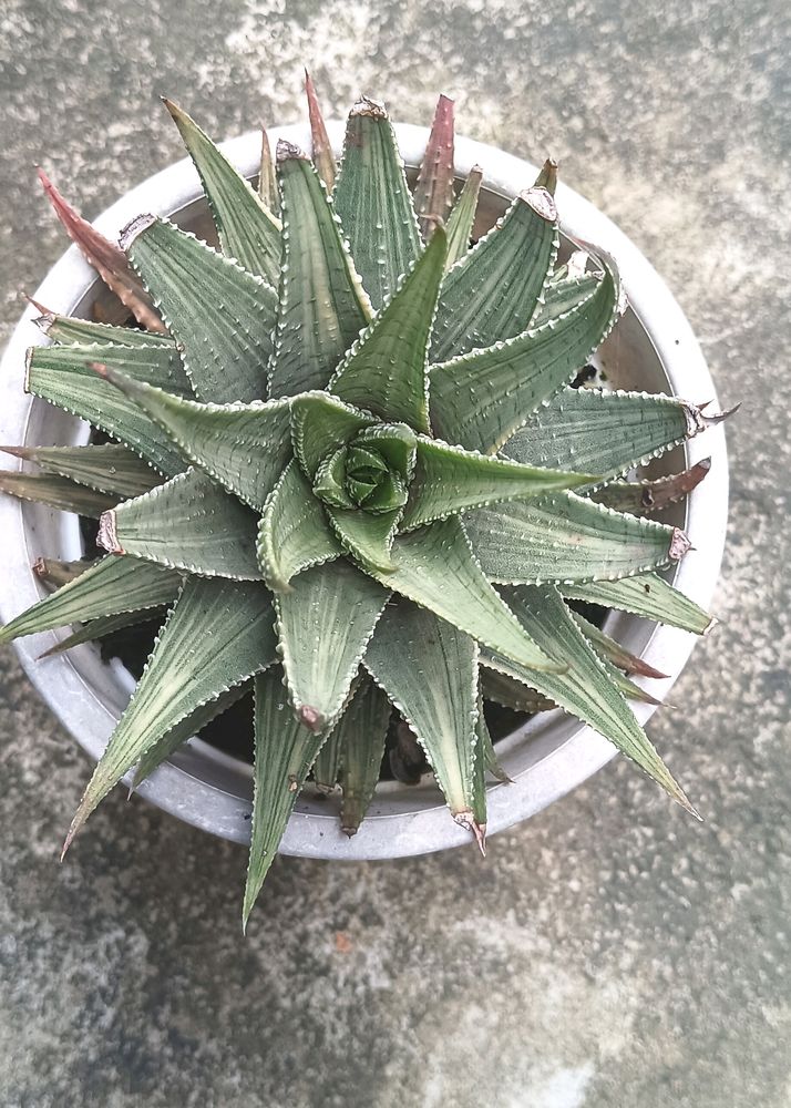 Matured Variegated Haworthia