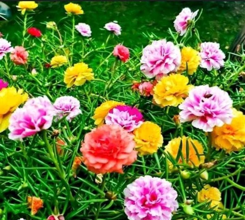 Portulaca Plants Multi Colour