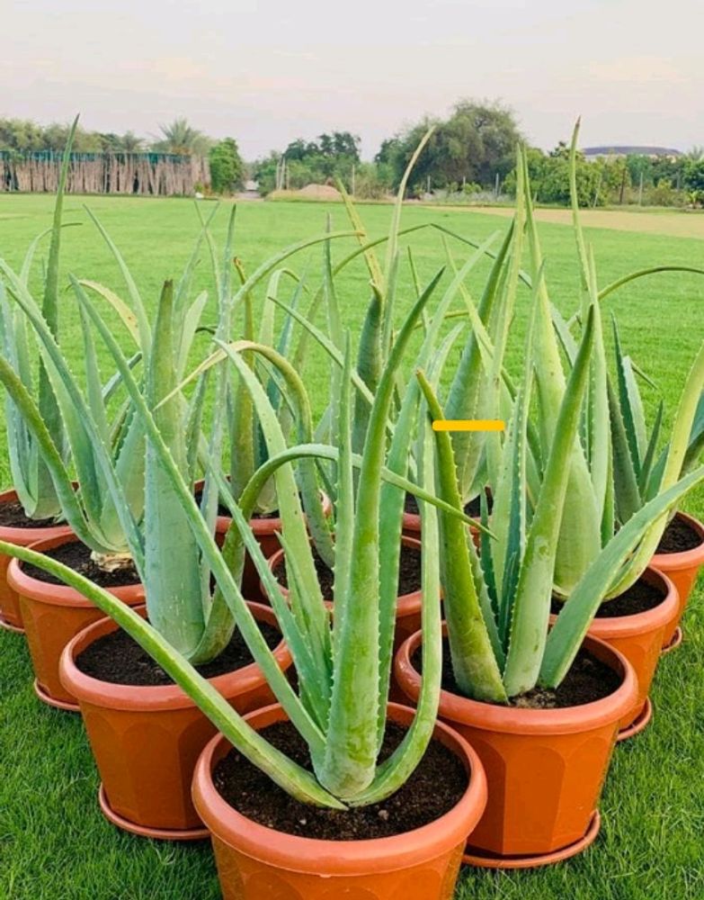 Aloevera Live Plant