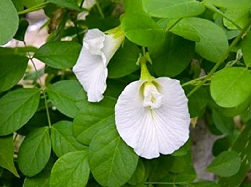 Aprajita White Flower Seeds