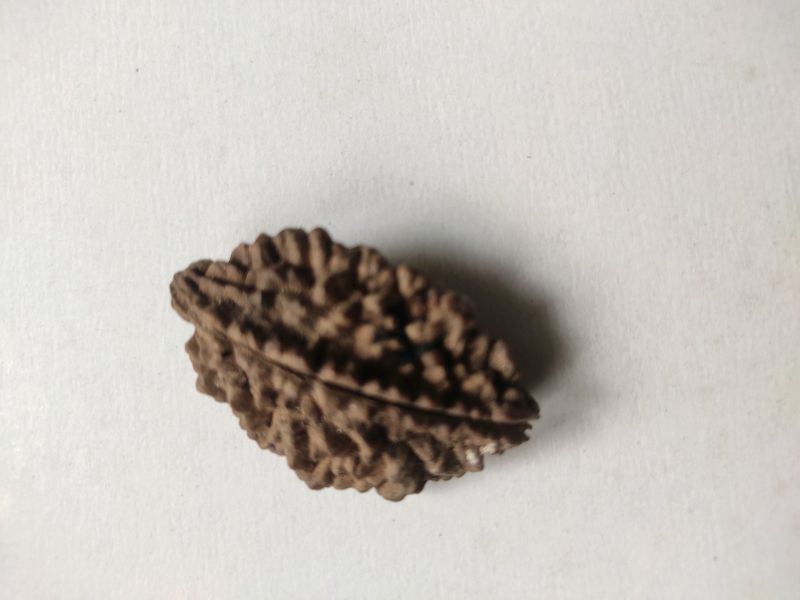 New Two Mugi Rudraksha Rare Collection