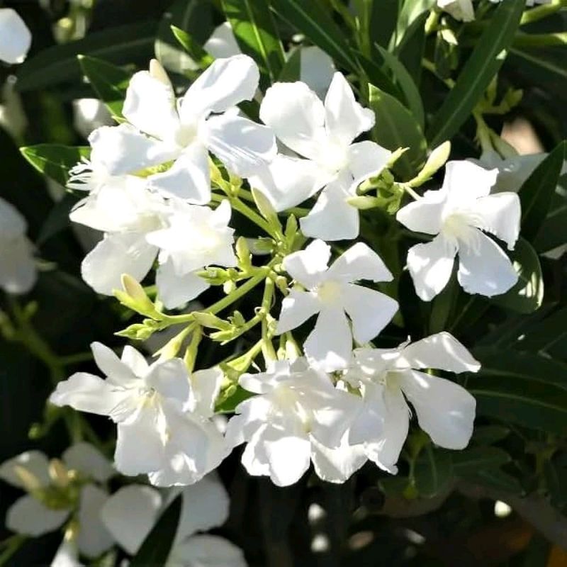 Kanar Permanent Flowering Plant