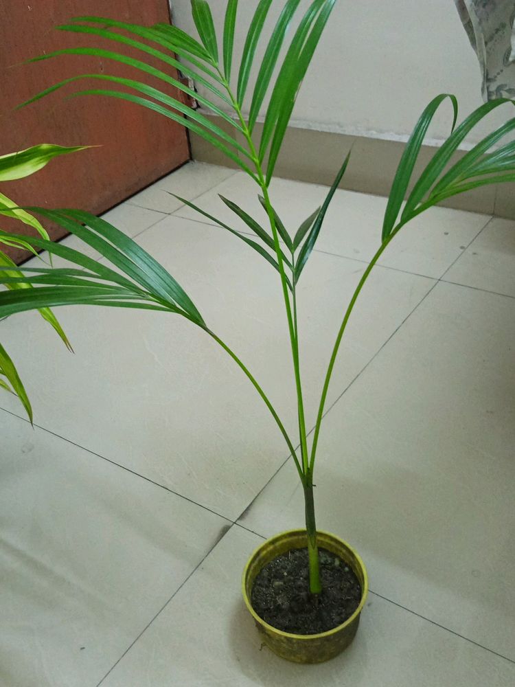 Areca Palm 2.5'