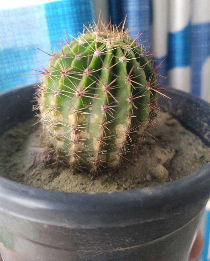 Price Drop -Cactus With Free Pot