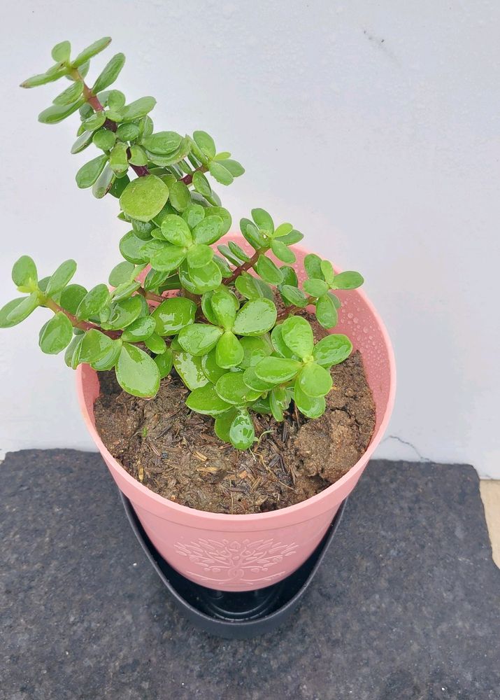 Jade Plant With Self Watring Pot