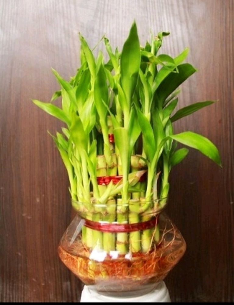 Lucky Bamboo Plant With Long Pot