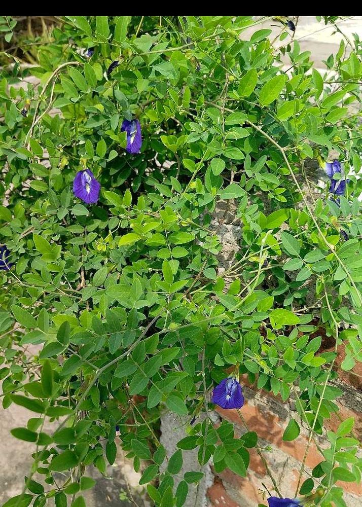 Seed Of Aprajita Flower