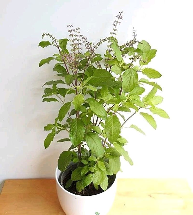 Tulsi Ji Plants