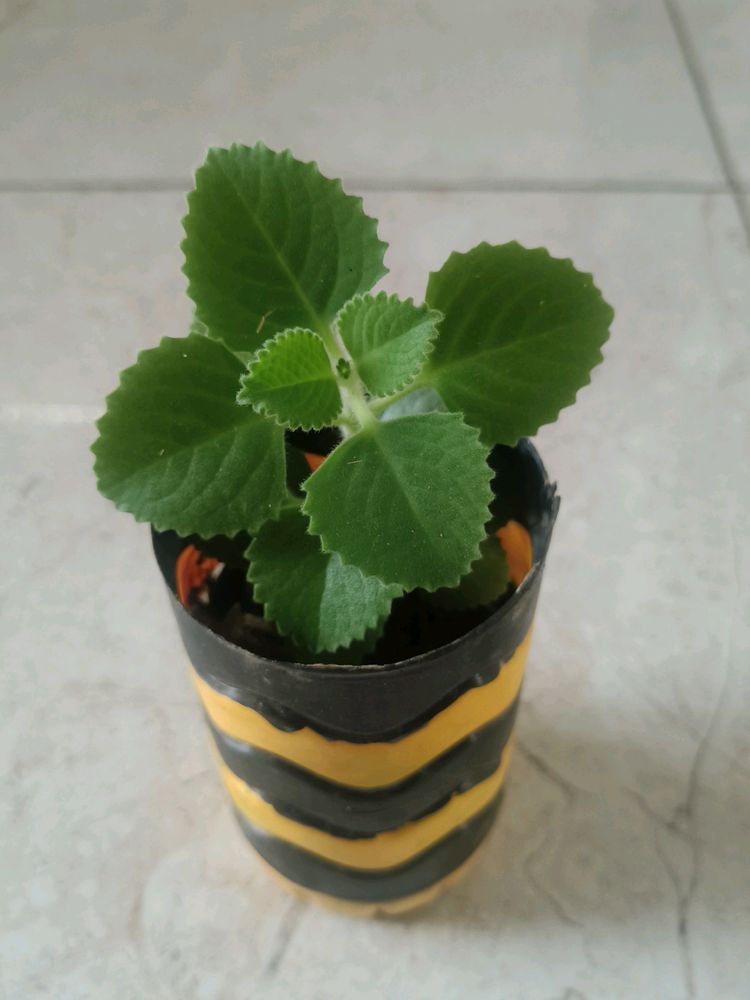 Ajwain (Organo)Plant With Pot