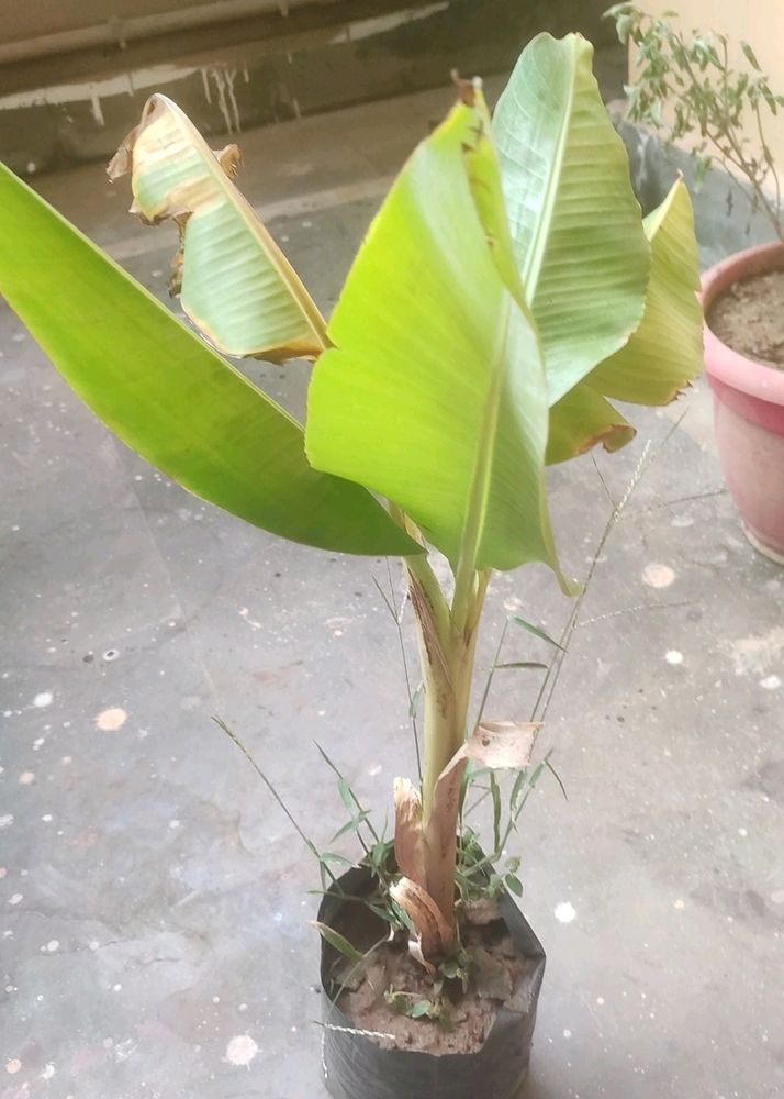 Live Hybrid Banana Plant