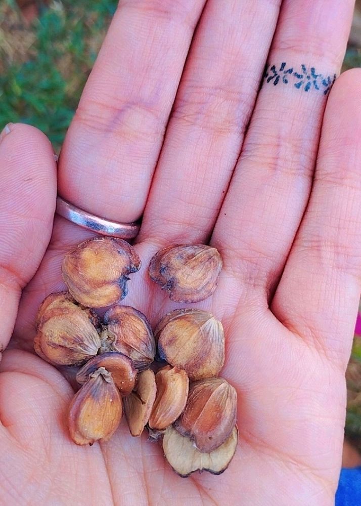 "Night Jasmine Plant Seeds"