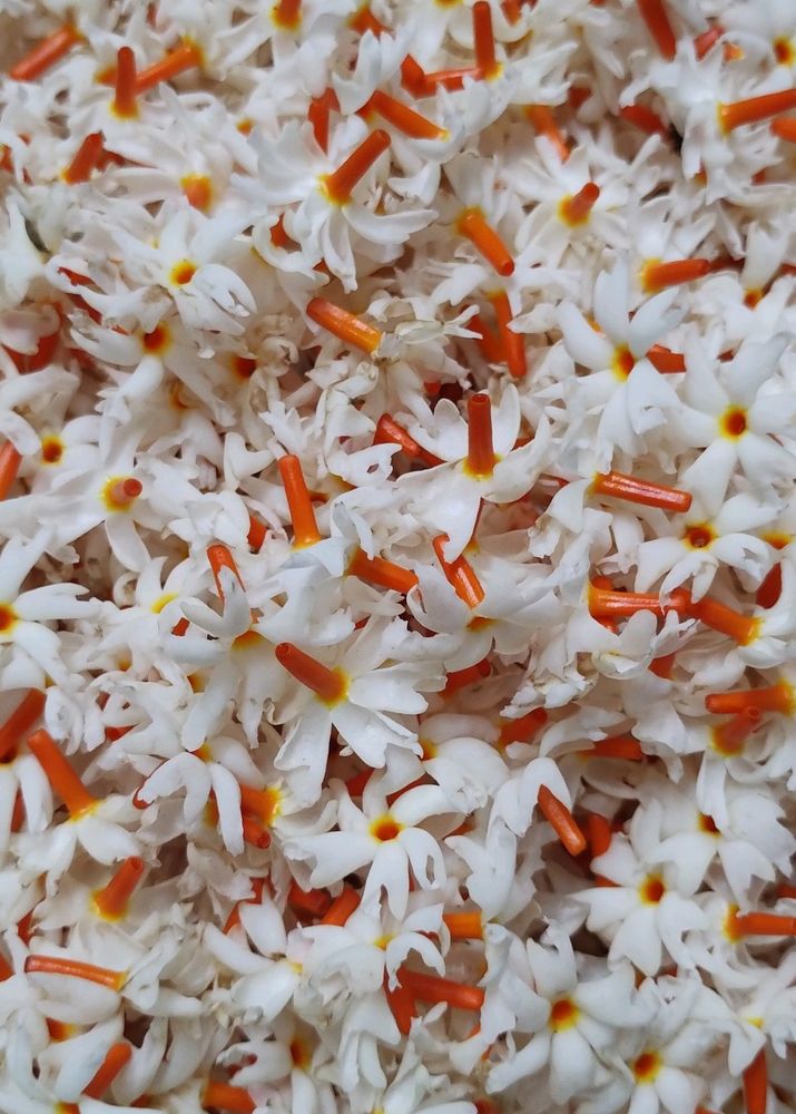 Night-Flowering Jasmine/Harshingar/Parijat Flower