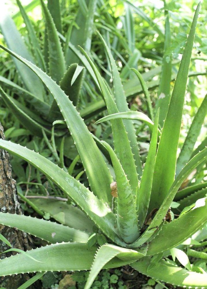 Aloe Vera Plant