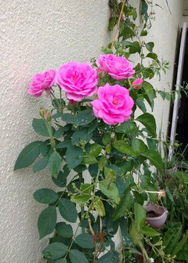 Rose And Tissue Flower