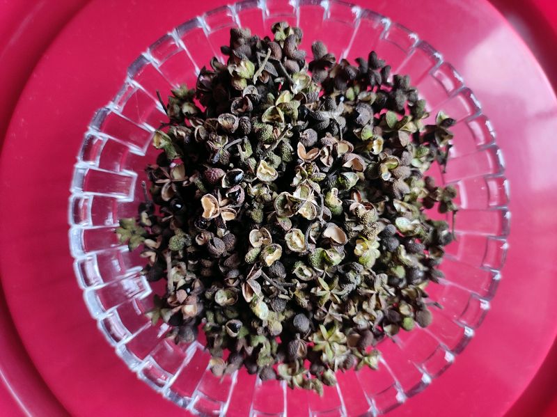 Sichuan Peppercorns /Zanthoxylum - Prickly ash